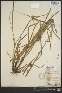 Carex intumescens var. fernaldii image