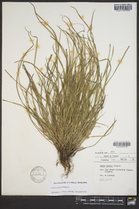 Carex jamesii image