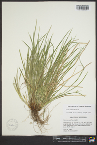 Carex jamesii image