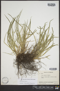 Carex jamesii image