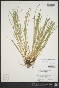 Carex jamesii image