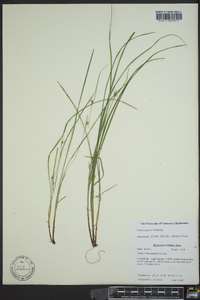 Carex jamesii image