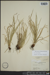 Carex jamesii image