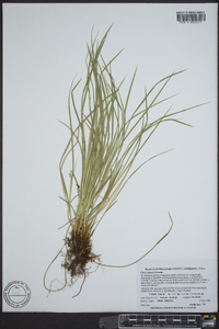 Carex jamesii image