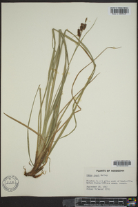 Carex joorii image