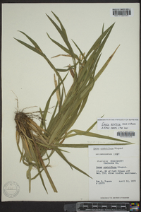 Carex kraliana image