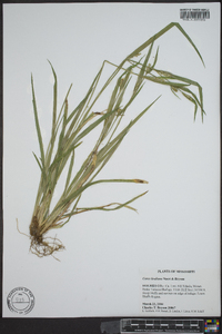 Carex kraliana image