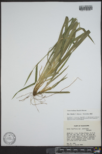 Carex kraliana image