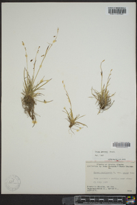 Carex krausei image