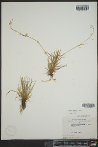 Carex krausei image