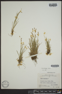 Carex krausei image