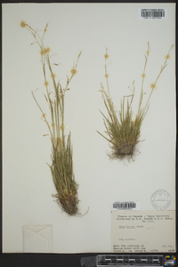 Carex krausei image