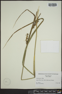 Carex lacustris image