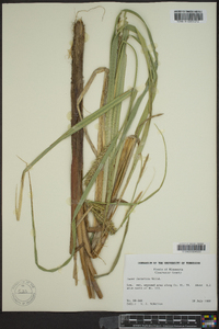 Carex lacustris image