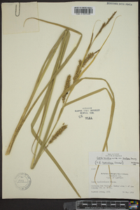 Carex lacustris image