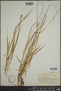 Carex laevivaginata image