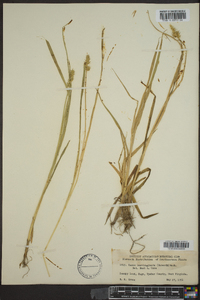 Carex laevivaginata image