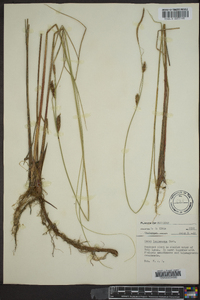 Carex lasiocarpa image