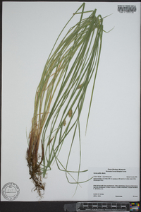 Carex lasiocarpa image