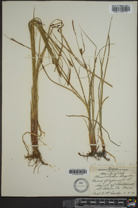 Carex lasiocarpa image