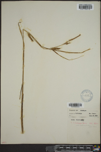 Carex lasiocarpa image