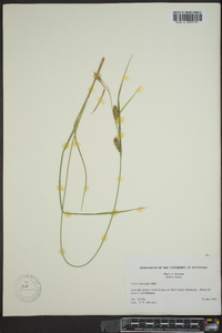 Carex lasiocarpa image