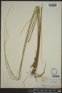 Carex lasiocarpa image