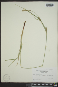 Carex lasiocarpa image