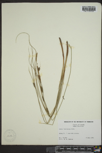 Carex lasiocarpa image