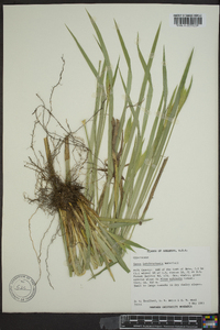 Carex latebracteata image