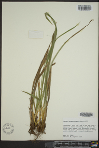 Carex latebracteata image