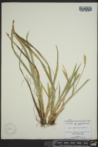 Carex latebracteata image