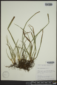 Carex latebracteata image