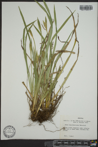 Carex latebracteata image