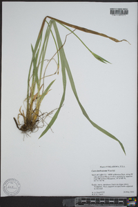 Carex latebracteata image