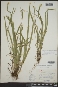 Carex laxiculmis image