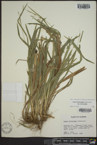 Carex laxiculmis image