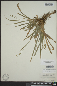 Carex laxiculmis var. laxiculmis image