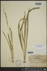 Carex laxiculmis image