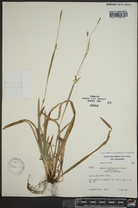 Carex laxiculmis image