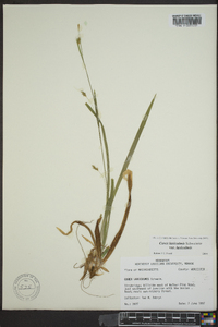 Carex laxiculmis var. laxiculmis image