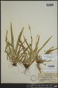 Carex laxiculmis image