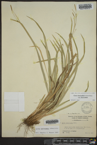 Carex laxiculmis image