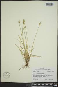 Carex leavenworthii image