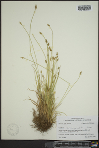 Carex leavenworthii image