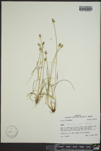 Carex leavenworthii image