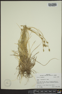 Carex leavenworthii image