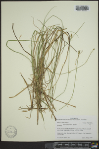 Carex leavenworthii image