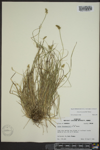 Carex leavenworthii image