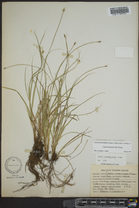 Carex leavenworthii image